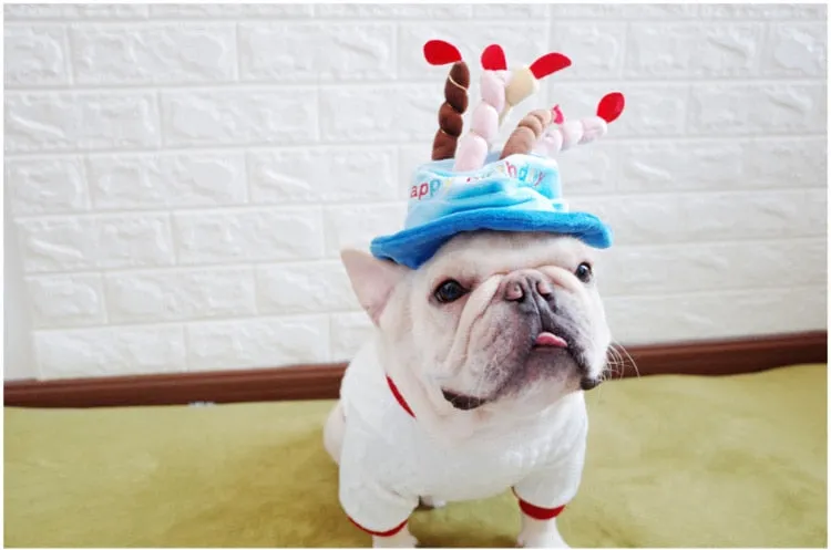 Birthday Party Hat