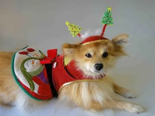 Christmas Tree Hat - Cat or Dog