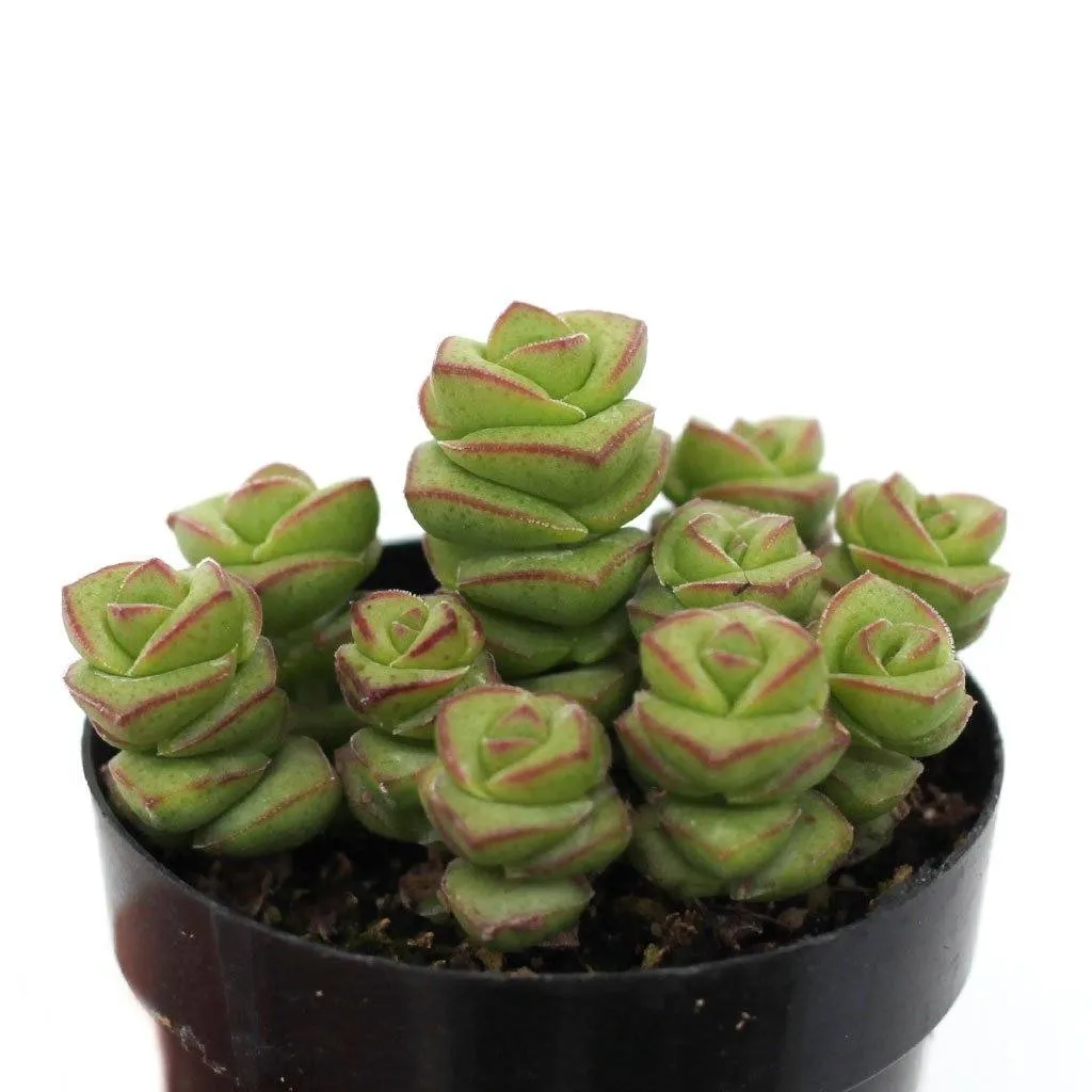 Crassula 'Jade Necklace'